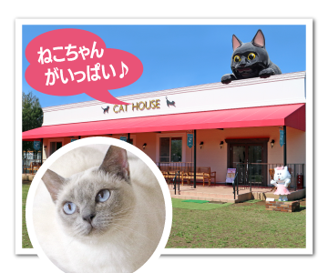 ねこハウス|つくばわんわんランド
