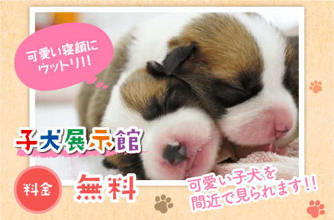 子犬展示館