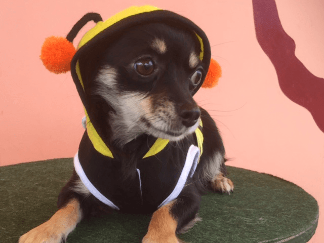 はちさんレースショー