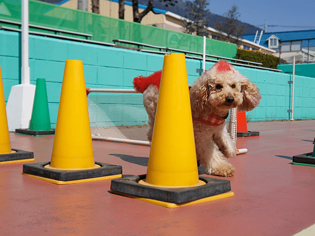 小型犬種による障害物レースショー つくばわんわんランド