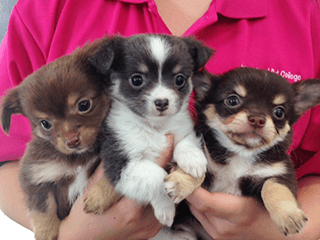 子犬独占タイム