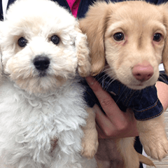 子犬独占タイム