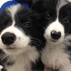 子犬独占タイム