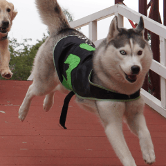 大型犬種によるスピードレースショー つくばわんわんランド