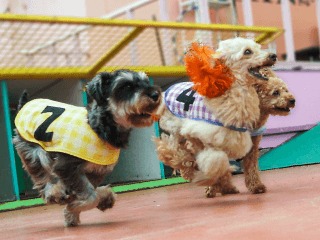 小型犬種によるわんわんちびっこレースショー 大型犬種によるバトルボール つくばわんわんランド