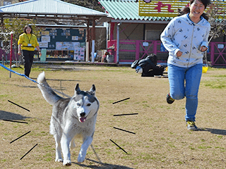 わんちゃんと競争