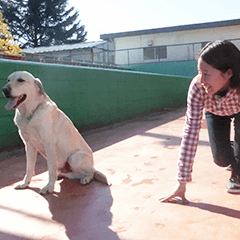 わんちゃんと競争