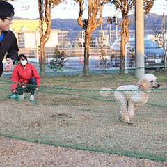 わんちゃんと競争