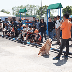 しつけお悩み相談