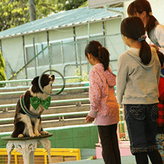 わんわんドリームショー