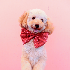 わんわんドリームショー