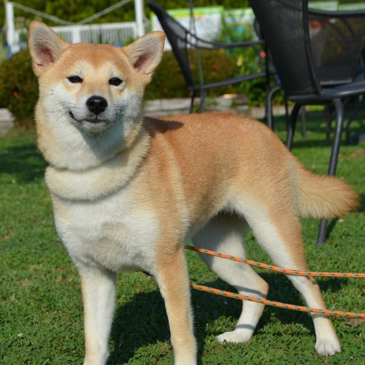 ふれあい広場の新人ママさん 紅 べに ちゃん つくばわんわんランド