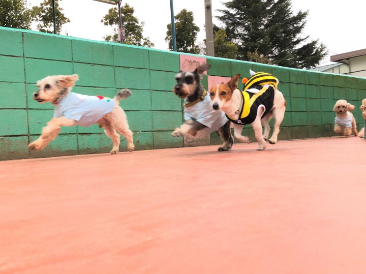 小型犬種によるそれいけ ブンブンはちさんレースショー つくばわんわんランド