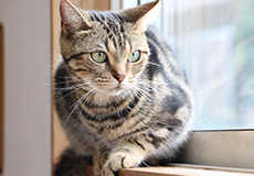 ねこハウス|つくばわんわんランド