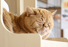 ねこハウス|つくばわんわんランド