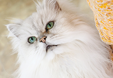 ねこハウス|つくばわんわんランド