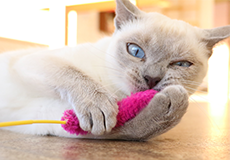 ねこハウス|つくばわんわんランド