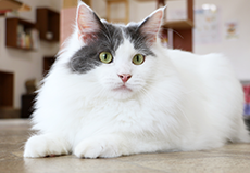 ねこハウス|つくばわんわんランド