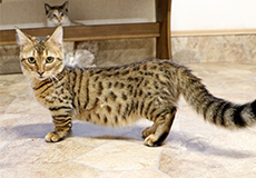 ねこハウス|つくばわんわんランド