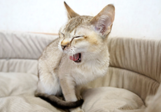 ねこハウス|つくばわんわんランド