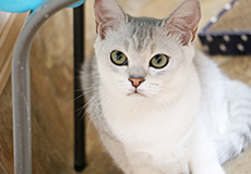 ねこハウス|つくばわんわんランド