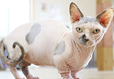 ねこハウス|つくばわんわんランド