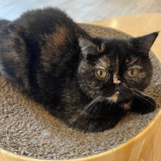 今月のわんこ&にゃんこ｜わんわんランド