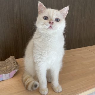 今月のわんこ&にゃんこ｜わんわんランド