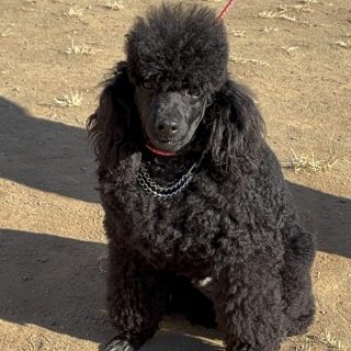 今月のわんこ&にゃんこ｜わんわんランド