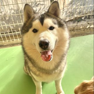 今月のわんこ&にゃんこ｜わんわんランド